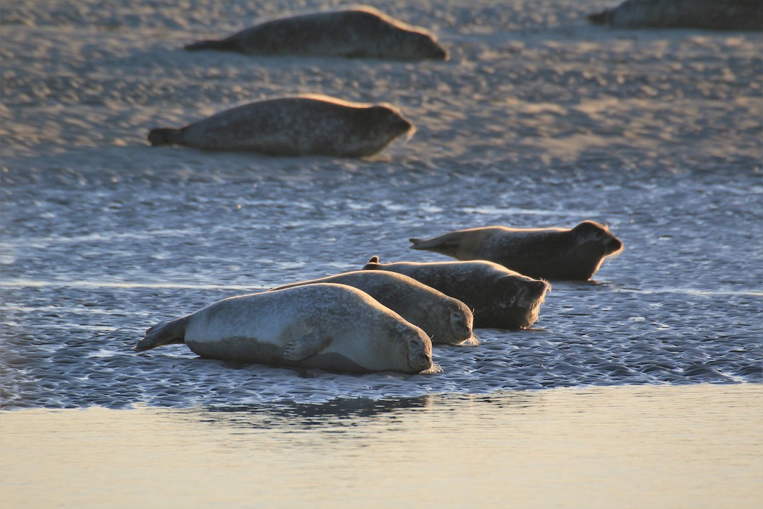La route blanch – seals and pebbles