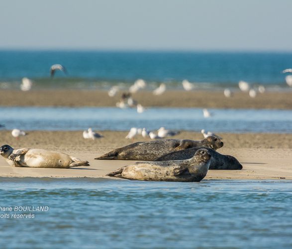 Les phoques de la côte Picarde en Baie d’Authie, à Berck-sur-mer (62)