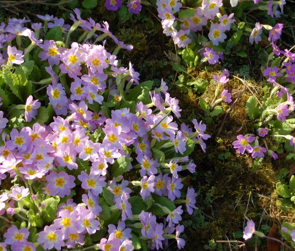 LES JARDINS DE LA BAIE DE SOMME : HERBARIUM, FRUTICETUM, RUES FLEURIES