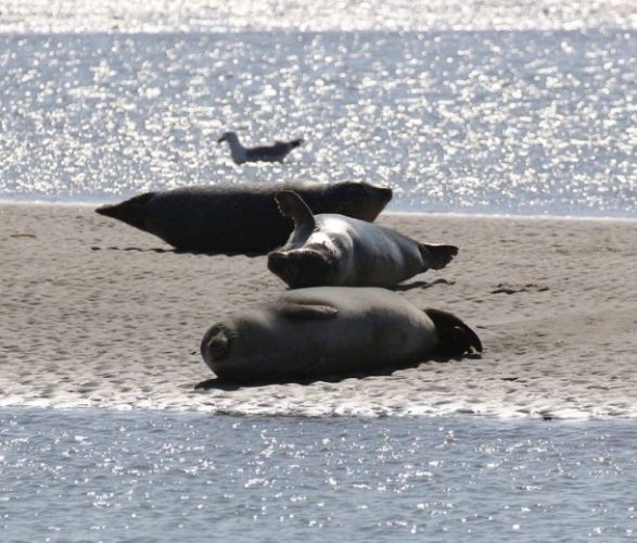phoques-baie-desomme